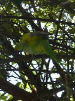 137. Baratpur -Keoladeo Nationalpark