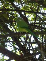 138. Baratpur -Keoladeo Nationalpark