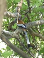 139. Baratpur -Keoladeo Nationalpark