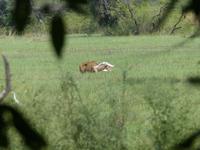 141. Baratpur -Keoladeo Nationalpark
