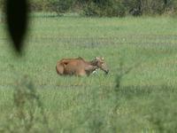 142. Baratpur -Keoladeo Nationalpark
