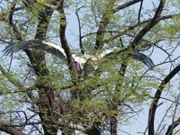 147. Baratpur -Keoladeo Nationalpark