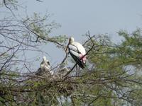 149. Baratpur -Keoladeo Nationalpark