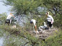 151. Baratpur -Keoladeo Nationalpark