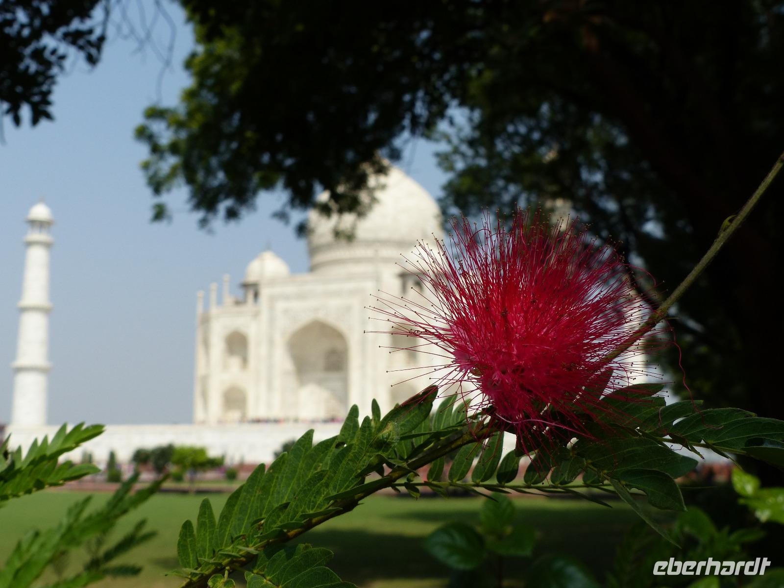 195.. Agra - Taj Mahal
