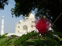 195.. Agra - Taj Mahal