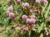 376. Dharamsala - Wanderung zum Wasserfall