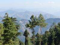 440. Shimla - Kufri Bergstation