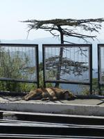 469. Schmalspurbahn Shimla