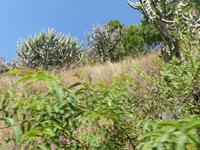 495. Schmalspurbahn Shimla