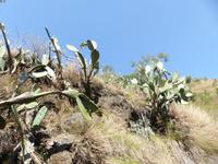 496. Schmalspurbahn Shimla