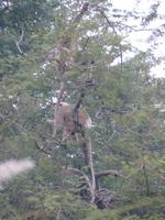 501. Chandigarh - Languren