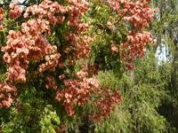 522. Chandigarh - Rosengarten