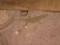 Ein echter Gecko an der Wand