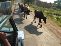 Auf Safari vorbei an Wasserbüffeln