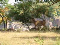 Antilopen im Nationalpark