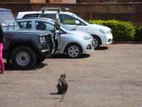 Affen auf dem Parkplatz der Tempelanlage Badami
