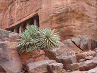 Natur und Steine an den Felsentempeln in Badami
