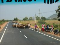 Ziegenherde auf der 'Autobahn'