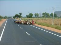 ...und noch eine Herde nur ein paar Meter weiter...