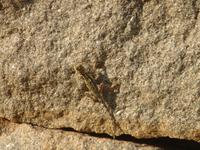 Echsen gibt es überall in Indien