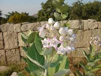 Blumen im Lotispalast in Hampi