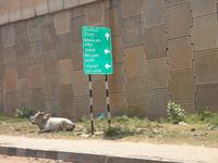 Kug an der Straße nach Bangalore