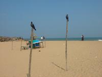 Krähen am Indischen Meer