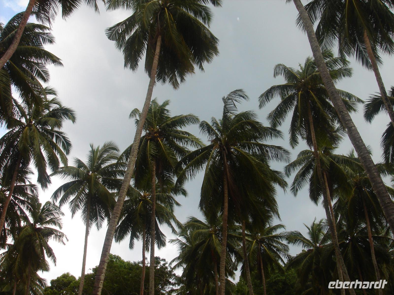 Palmen auf Ross Island