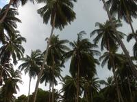 Palmen auf Ross Island