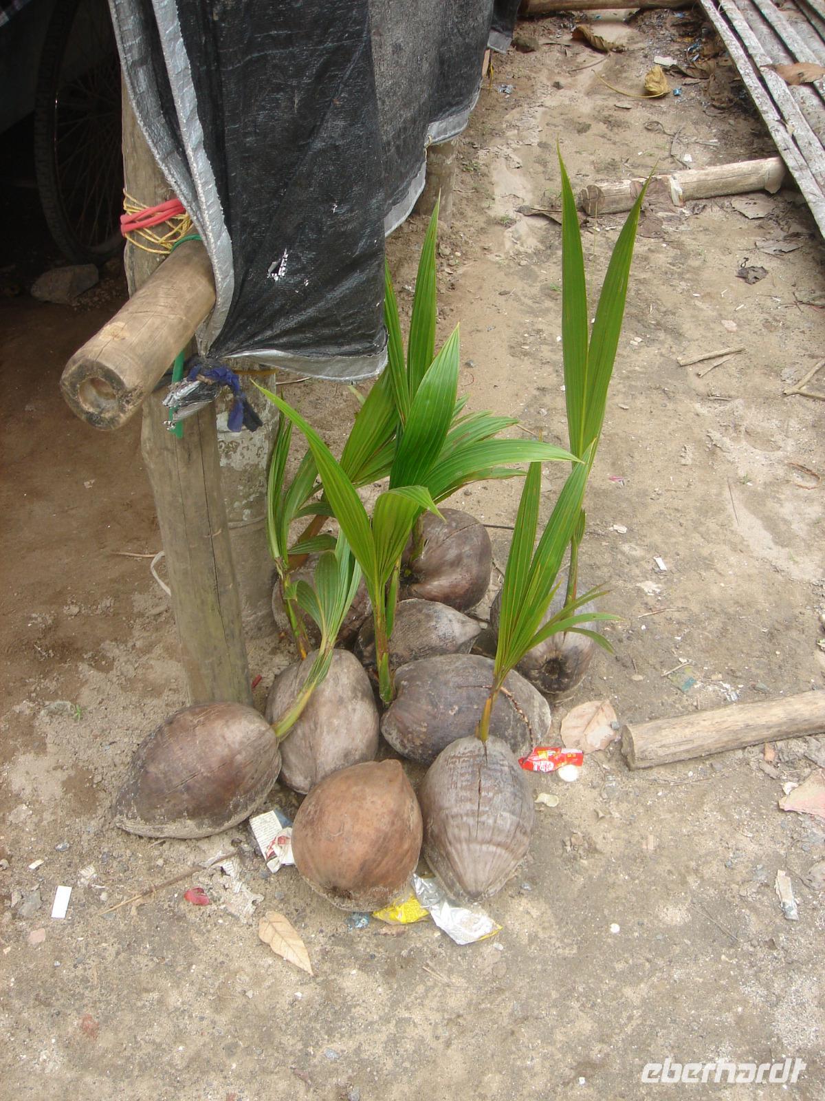 Alles spriest, sogar weggeworfene Kokosnüsse auf den Andamanen