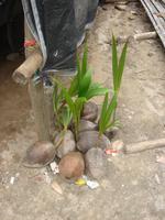 Alles spriest, sogar weggeworfene Kokosnüsse auf den Andamanen