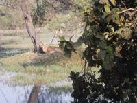 Antilope, Keoladeo NP