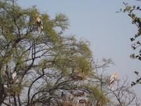 Buntstörche, Keoladeo NP