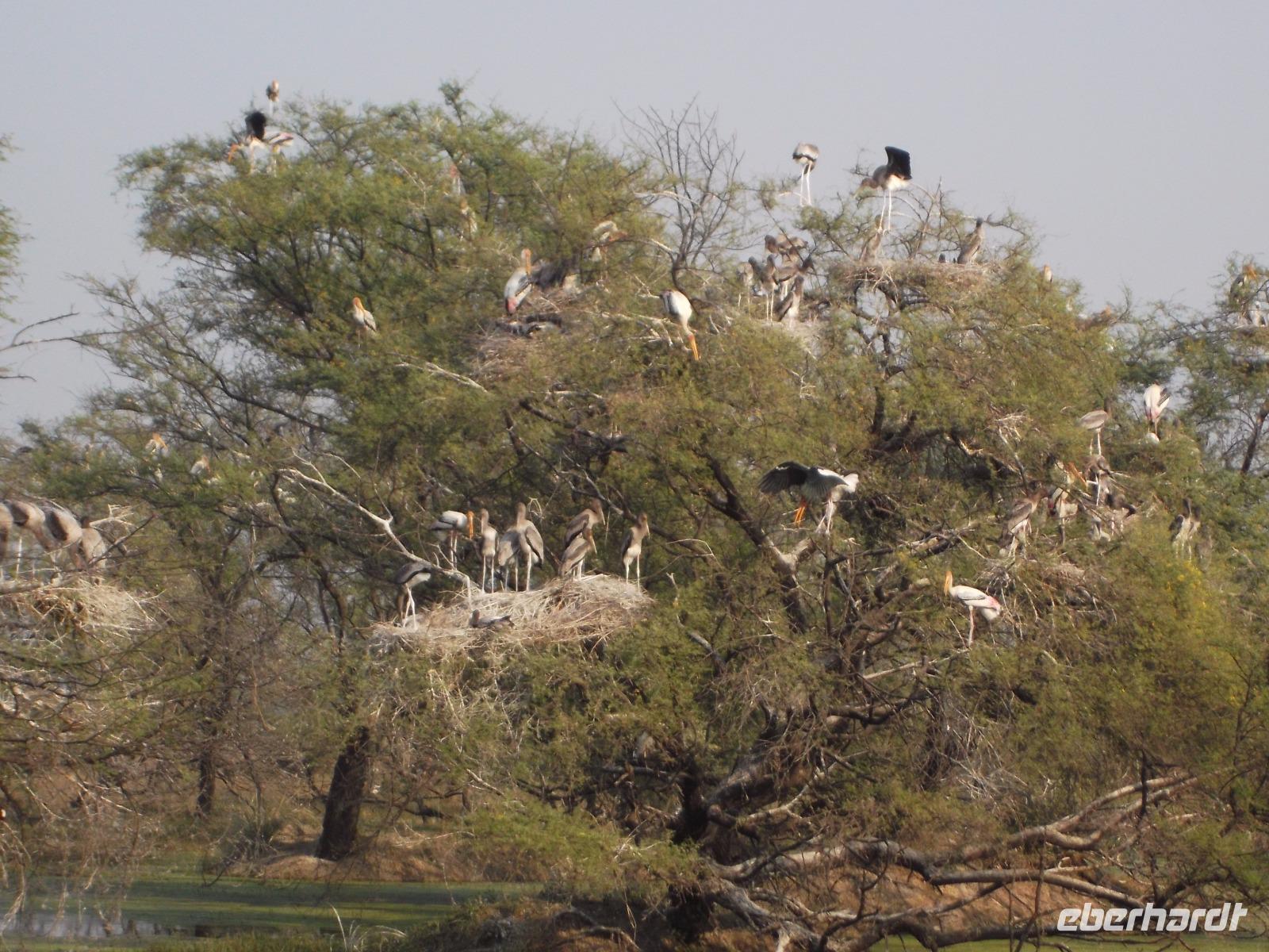 Buntstörche, Keoladeo NP