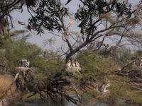 Nester der Buntstörche im Keoladeo NP