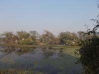 Teil der Storchen-Nistplätze im Keoladeo NP