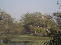 Teil der Storchen-Nistplätze im Keoladeo NP