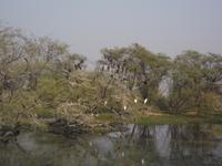 Nistplätze verschiedener Vogelarten, Keoladeo NP
