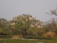 Nester der Buntstörche im Keoladeo NP