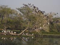 Nistplätze verschiedener Vogelarten, Keoladeo NP