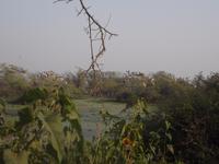 Nistplätze verschiedener Vogelarten, Keoladeo NP