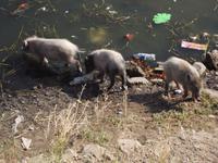 Schweinerei (am Wasserpalast bei Jaipur)