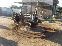 Sesam-Ölmühle im Aravalli-Gebirge