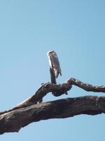 Eule während der Jeepsafari