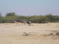 Antilopen und Nilgai in der Steppe bei Khejrala