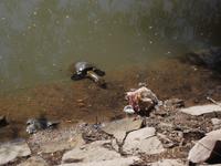 Wasserschildkröten am Seetempel