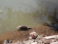 Wasserschildkröten am Seetempel