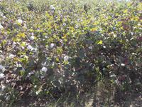 Baumwolle in der Pflanzung