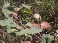 Baumwolle in der Pflanzung